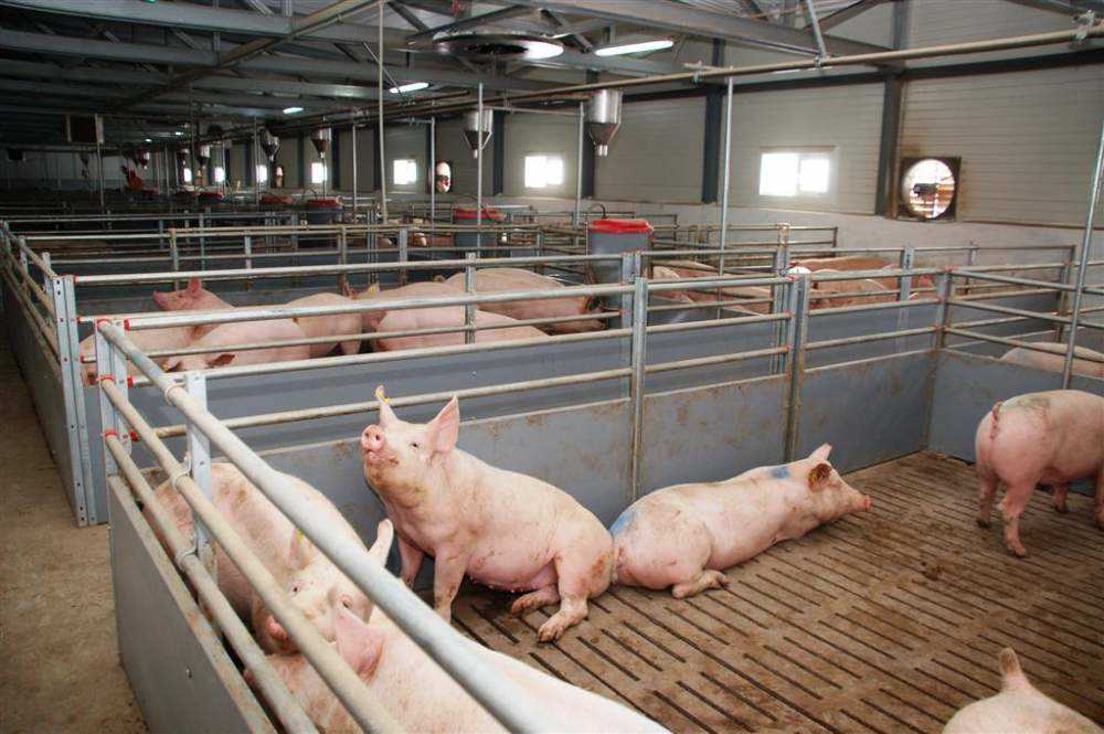 Как создать оптимальные условия для содержания свиней в сарае?