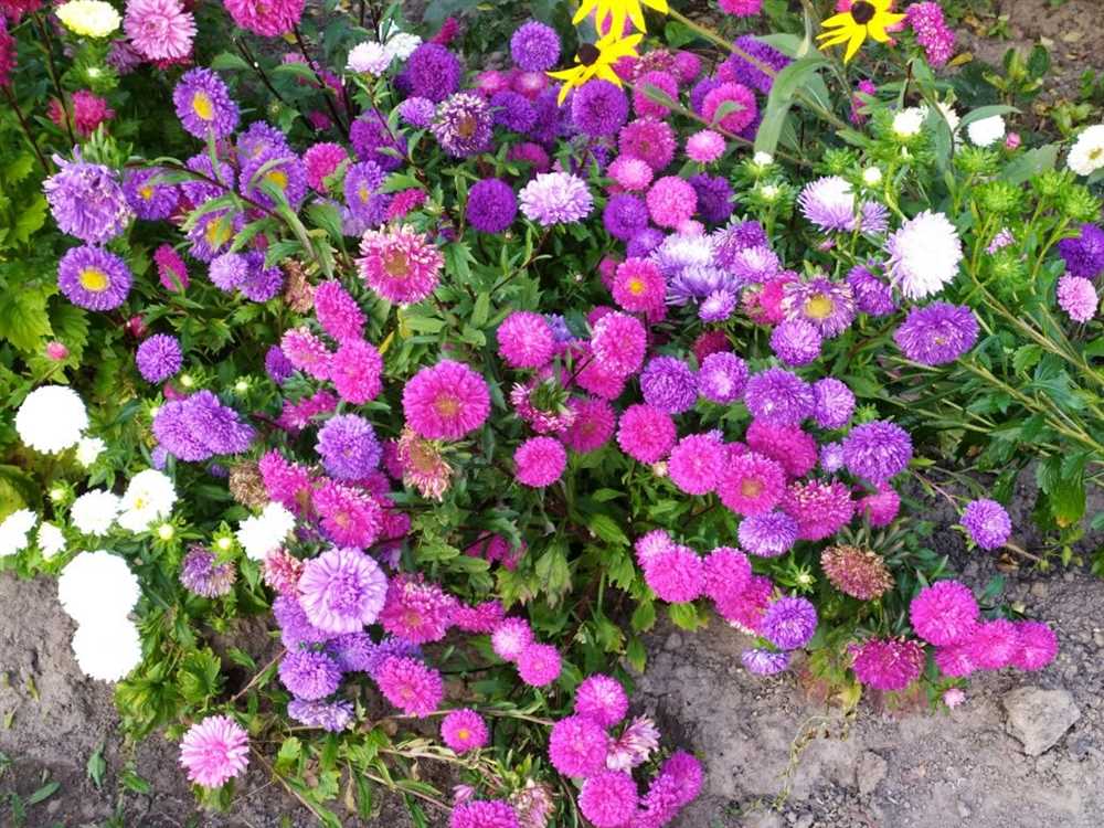 Многолетние цветы для сада: создание стойких и красочных композиций