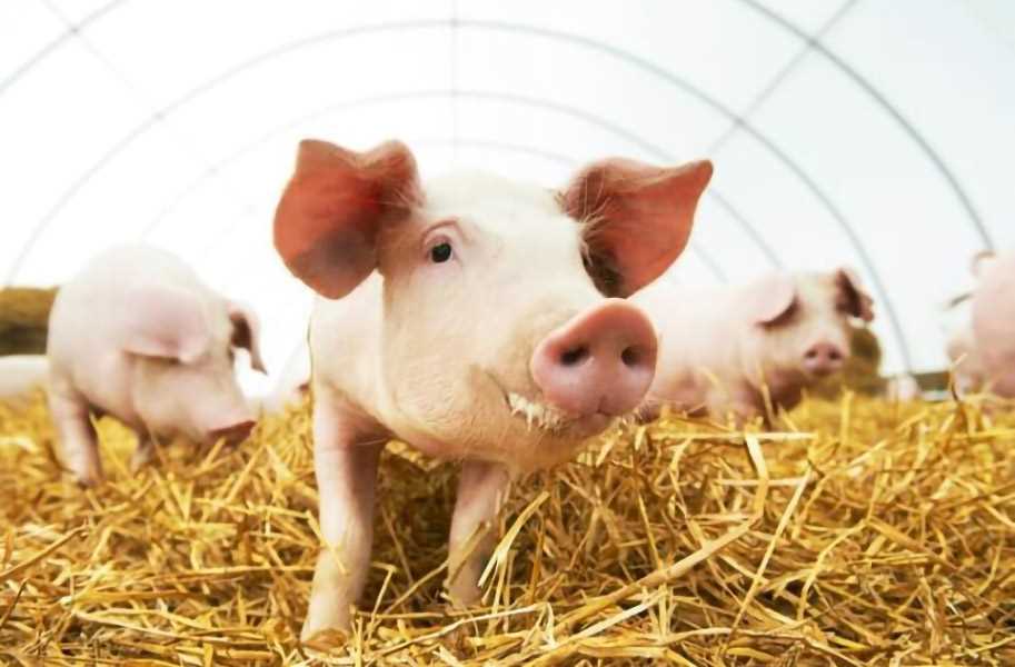 Свиной сарай: удобное место для содержания и разведения свиней