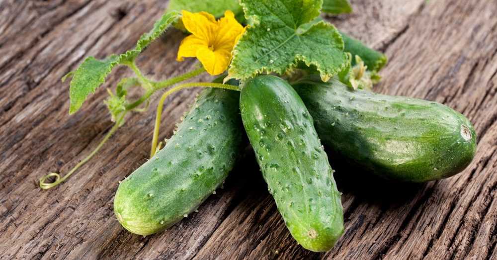 Разнообразные сорта огурцов и простые методы их выращивания Огурцы: разнообразие сортов и легкие способы выращивания