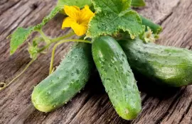 Огурцы: разнообразие сортов и легкие способы выращивания